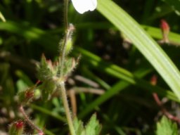 Geranium wakkerstroomianum